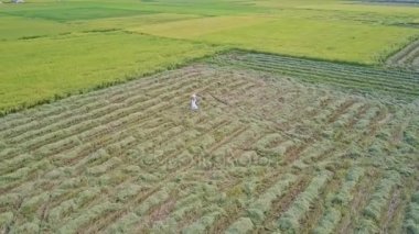 pirinç tarlaları Vietnamca Köyü