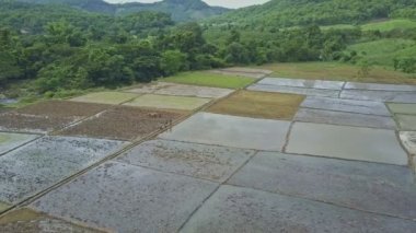 pirinç tarlaları üzerinde çalışan insanlar