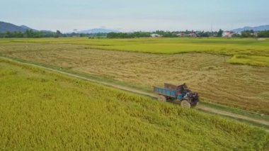 pirinç tarlaları arasında sürüş kamyon 