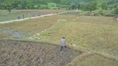 pirinç tarlaları üzerinde çalışan insanlar