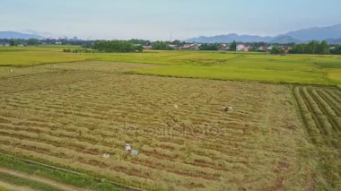 pirinç tarlaları Vietnamca Köyü