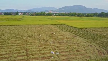 pirinç tarlaları Vietnamca Köyü