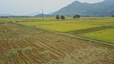 adam tarafından pirinç tarlaları arasında motosiklet sürüş