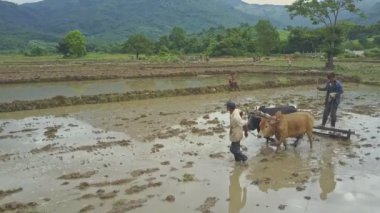 pirinç tarlaları üzerinde çalışan insanlar