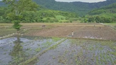 pirinç tarlaları üzerinde çalışan insanlar