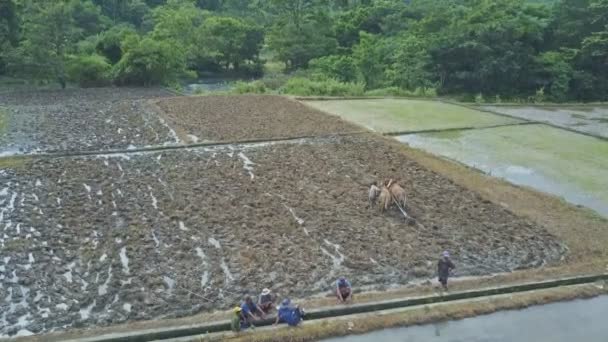 Pessoas que trabalham em campos de arroz — Vídeo de Stock