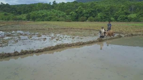 Pessoas que trabalham em campos de arroz — Vídeo de Stock