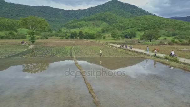 Люди, работающие на рисовых полях — стоковое видео