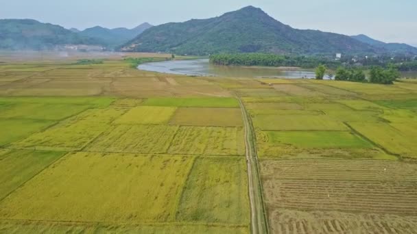 小さな湖に対して米のプランテーション — ストック動画