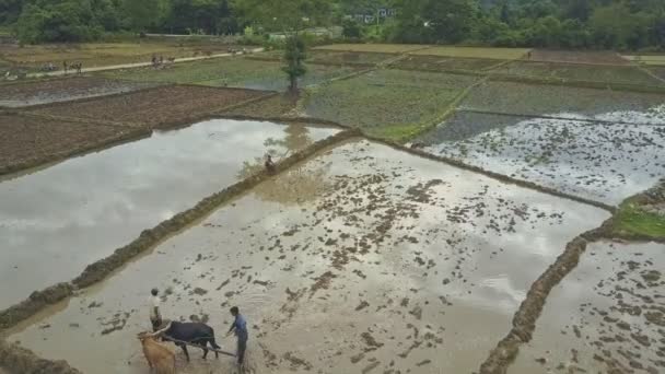 Pirinç tarlaları üzerinde çalışan insanlar — Stok video