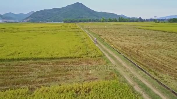 Человек на мотоцикле среди рисовых полей — стоковое видео