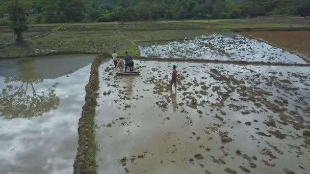 A rizsföldeken dolgozó emberek — Stock videók