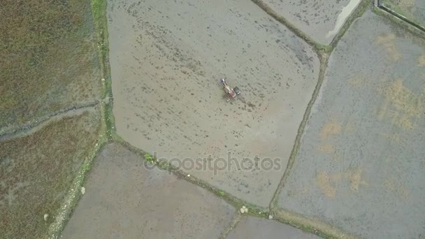 Pessoas que trabalham em campos de arroz — Vídeo de Stock