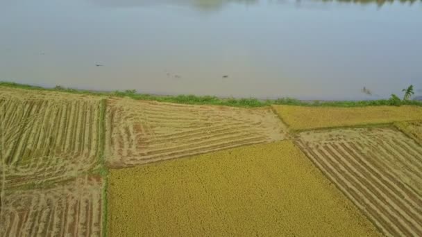 Rice plantations against small lake — Stock Video