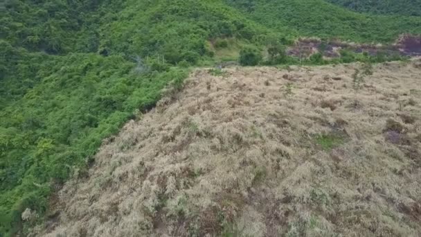 Parcelas de plantas taladas y marchitas — Vídeo de stock