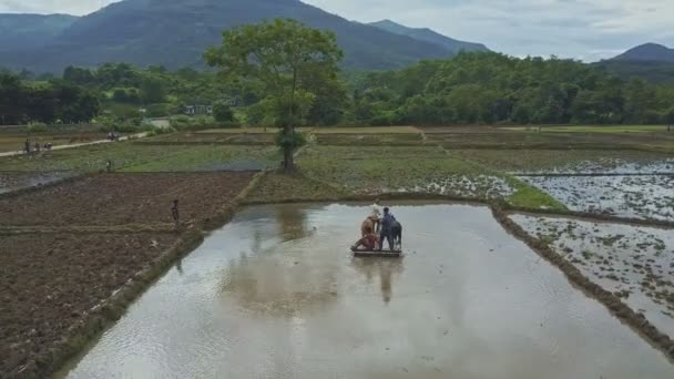 Άτομα που εργάζονται σε τομείς του ρυζιού — Αρχείο Βίντεο