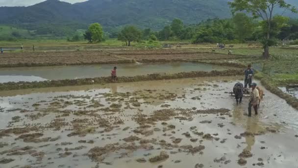 Personas que trabajan en campos de arroz — Vídeos de Stock