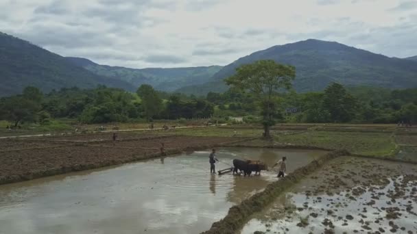 Menschen arbeiten auf Reisfeldern — Stockvideo