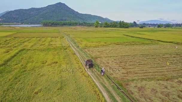 Bil passerar man bland risfälten — Stockvideo