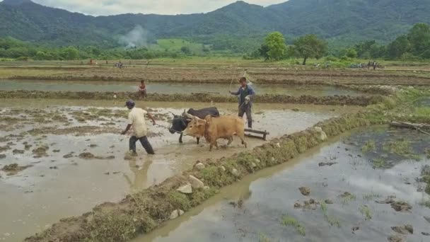 Människor som arbetar på risfälten — Stockvideo