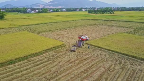 Cosechadora en el campo de arroz — Vídeos de Stock