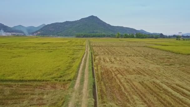 Reisfelder in vietnamesischem Dorf — Stockvideo