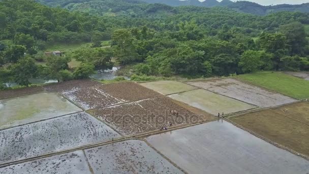 personnes travaillant dans les rizières 