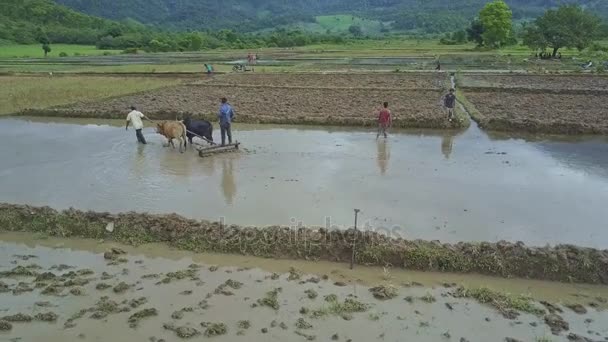 Personas que trabajan en campos de arroz — Vídeos de Stock