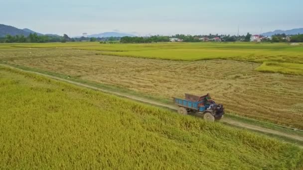 LKW fährt zwischen Reisfeldern — Stockvideo