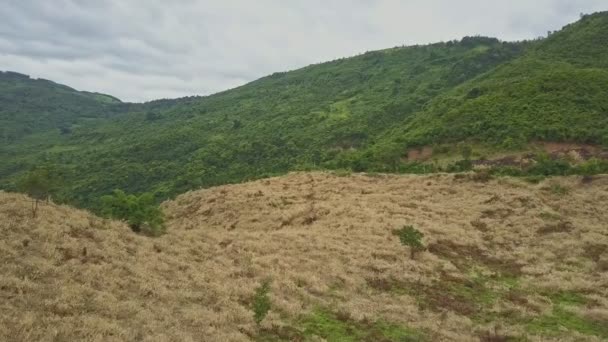 Gekapte bomen gebied gebruikt voor opplant — Stockvideo