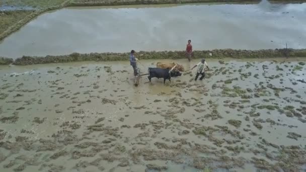 Pessoas que trabalham em campos de arroz — Vídeo de Stock