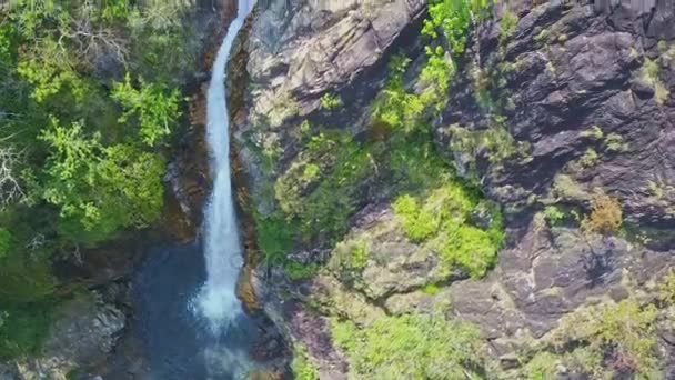 Tagu şelale tropikal yayla ormanda — Stok video
