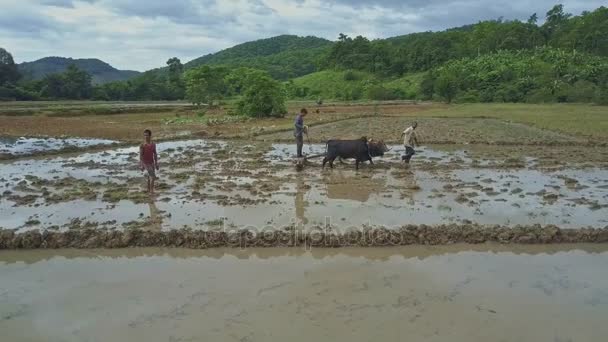 Pessoas que trabalham em campos de arroz — Vídeo de Stock