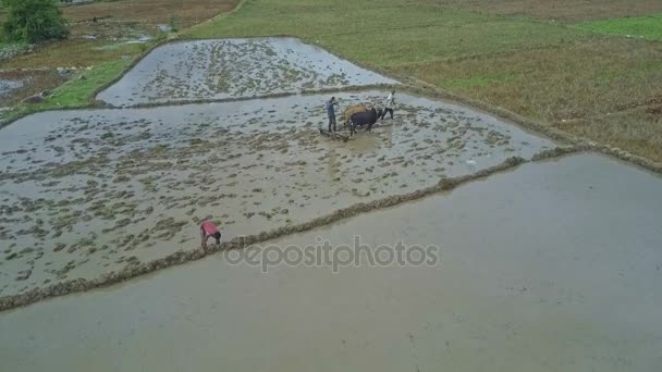 Personas que trabajan en campos de arroz — Vídeo de stock