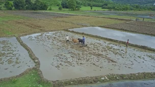 Personas que trabajan en campos de arroz — Vídeos de Stock