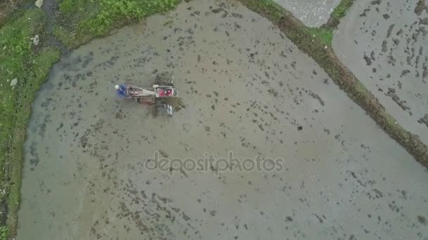 Pessoas que trabalham em campos de arroz — Vídeo de Stock