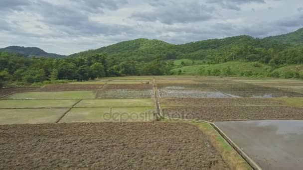 Personas que trabajan en campos de arroz — Vídeos de Stock