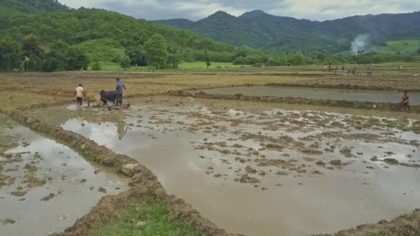 Personas que trabajan en campos de arroz — Vídeos de Stock