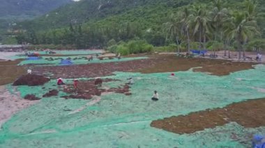 insanlar üretim yosun plaj boyunca yapıyor 