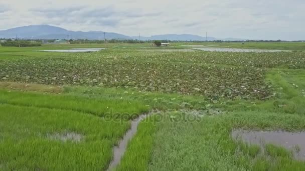 Rizières poussant séparément des plantations de lotus — Video