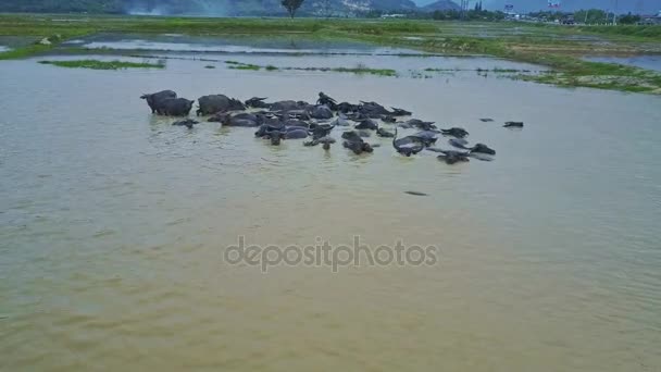 Stora bufflar bada i smutsigt vatten — Stockvideo