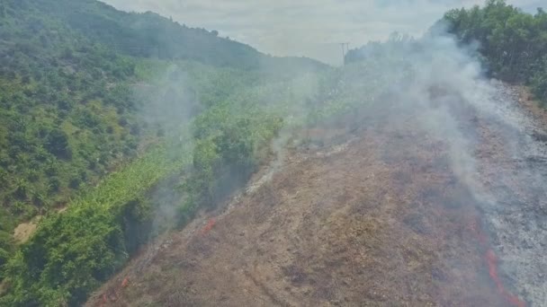 Fumo che brucia nella foresta della giungla — Video Stock