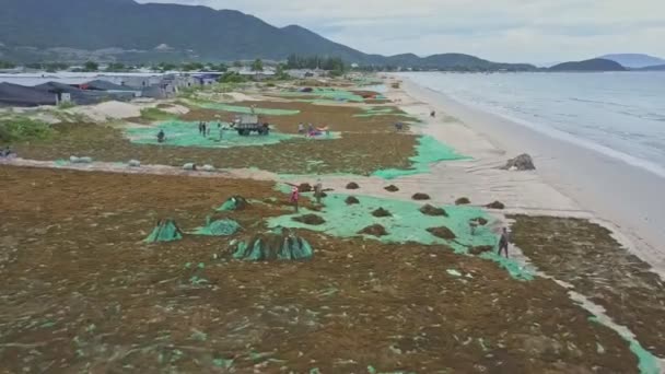 People doing production algae along beach — Stock Video