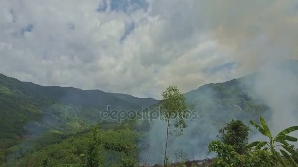 Rök brinnande i djungeln skogen — Stockvideo