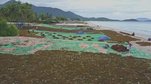 Personer som lager alger langs stranden – stockvideo