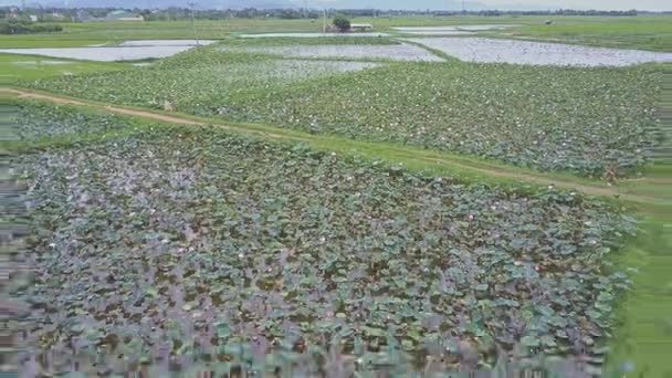 Lotus plantacji w jezioro, w otoczeniu pól ryżowych — Wideo stockowe