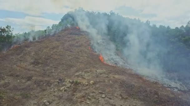 Smoke burning in jungle forest — Stock Video