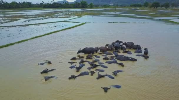 Большие буйволы купаются в грязной воде — стоковое видео