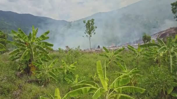 Fumo che brucia nella foresta della giungla — Video Stock