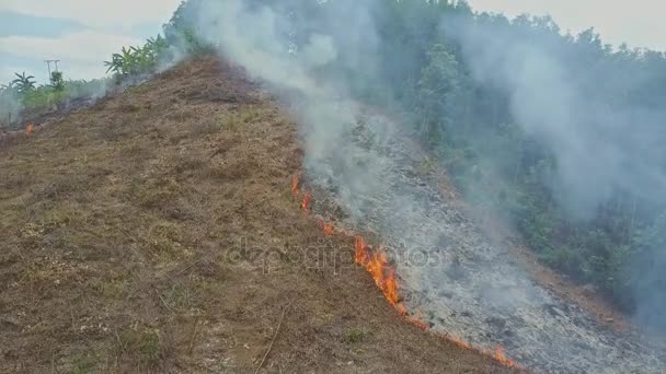 combustion de fumée dans la forêt de jungle 